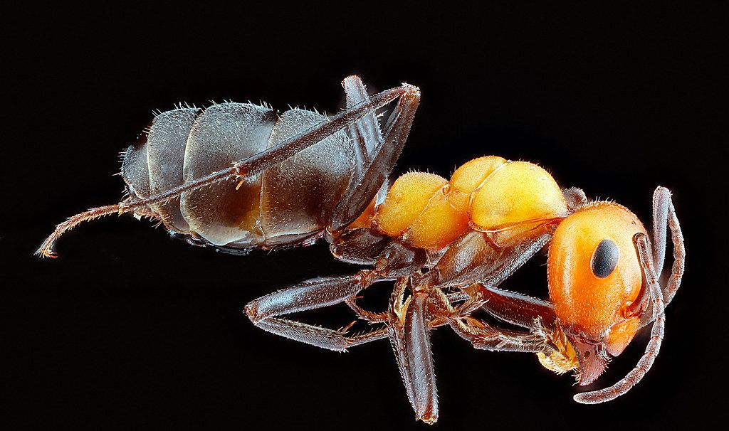 Ant Control service in Camden, NJ