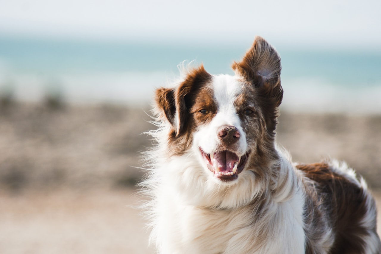 Flea & Tick Control service in Camden, NJ