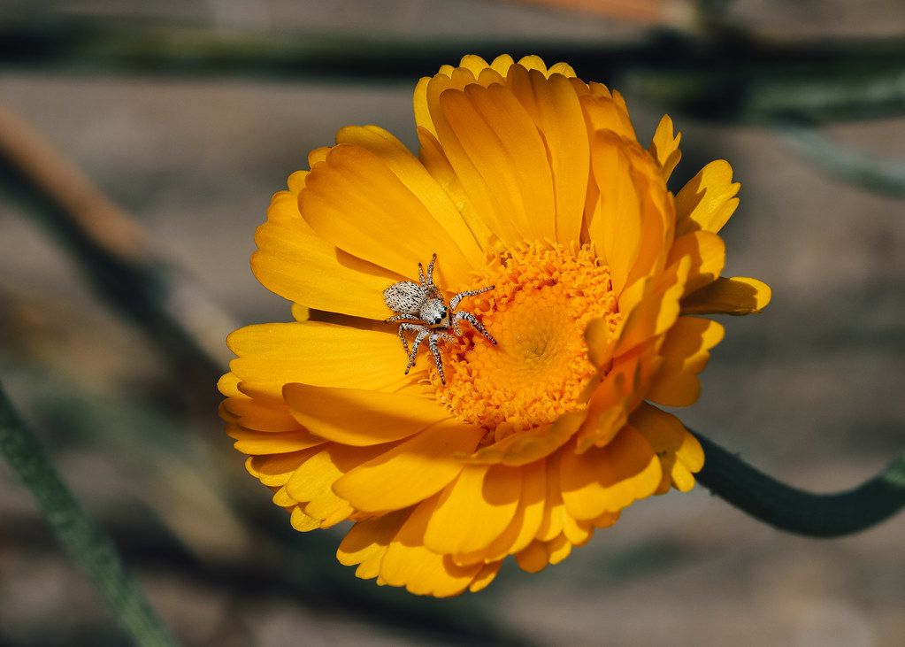 Spider Control service in Camden, NJ